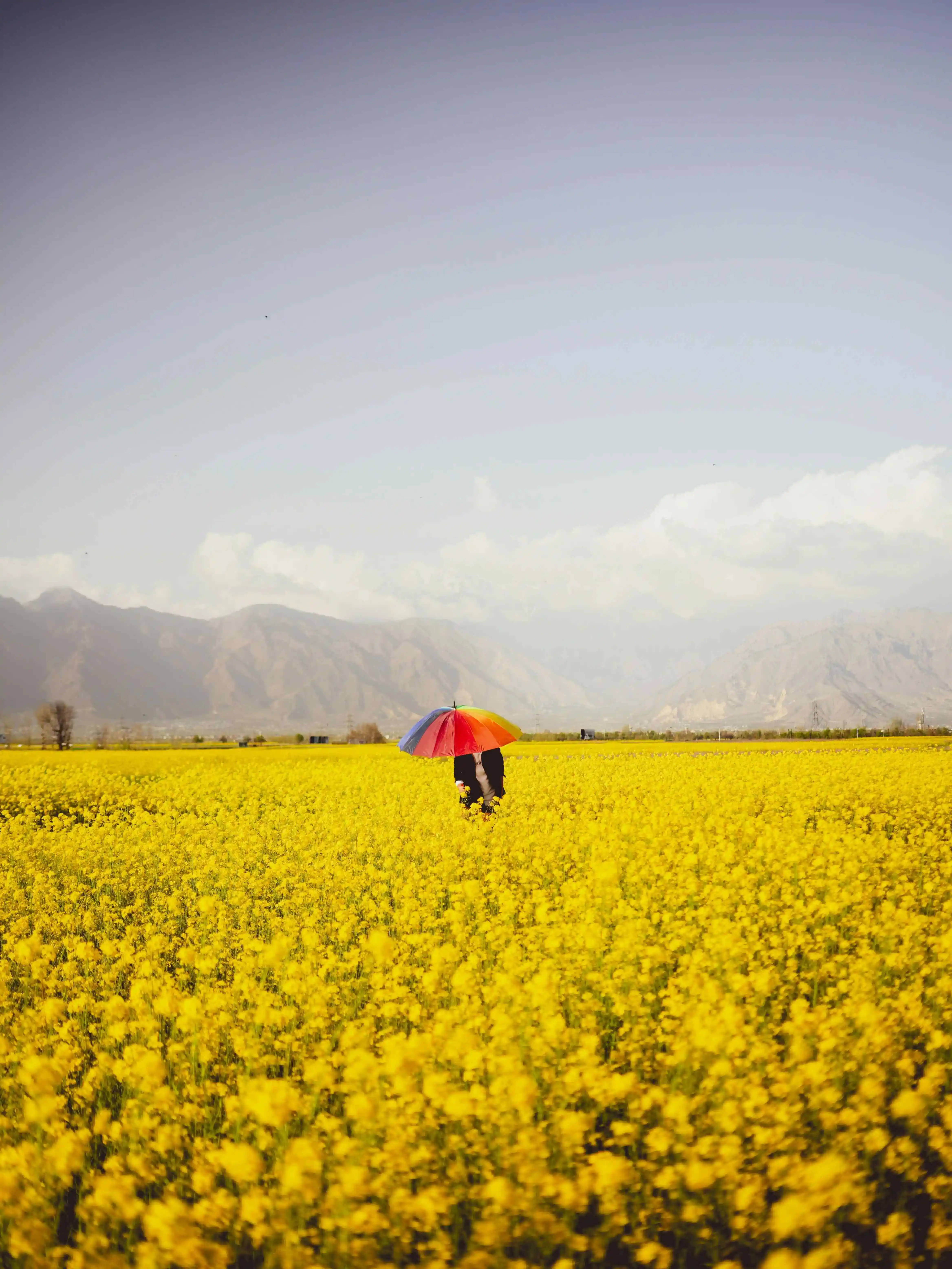Mustard Fields